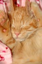 Sleepy sweet kitten Royalty Free Stock Photo