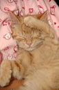 Sleepy sweet kitten Royalty Free Stock Photo