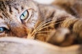 Sleepy tabby cat laying down in her bed