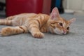 Sleepy tabby cat looks camera right Royalty Free Stock Photo