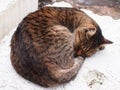 A sleepy Tabby - Cat Royalty Free Stock Photo