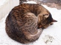 A sleepy Tabby - Cat