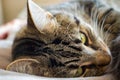 Sleepy tabby cat Royalty Free Stock Photo