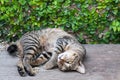 Sleepy tabby cat on the wooden floor ,brown Cute cat, cat lying, playful cat relaxing vacation
