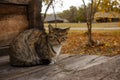 Sleepy tabby cat on a wooden floor, a gray cat sits on a terrace in the fall