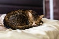 A sleepy Tabby Kitten on a thick comforter