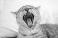 Sleepy tabby kitten yawning on white bed, black and white photo, selective focus