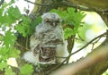 A sleepy Tawny Owlet, Strix aluco, perching in an Oak tree in spring in the UK.