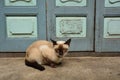 Sleepy Thai cat Royalty Free Stock Photo