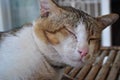 Sleepy Thai cat