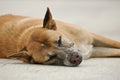 Sleepy Thai dog laying on a ground