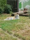 Sleepy tiger being cute