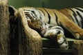 Sleepy tiger Royalty Free Stock Photo