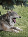 Sleepy Timber Wolf Royalty Free Stock Photo