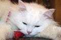 Sleepy white cat with blue eyes