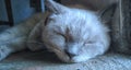 Sleepy white cat with grey ears Royalty Free Stock Photo