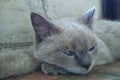 Sleepy white cat with grey ears Royalty Free Stock Photo