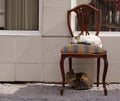 sleepy white cat on vintage chair. tabby cat looking back under chair.