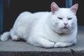 Sleepy white fluffy cat lying on the ground Royalty Free Stock Photo