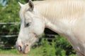 Sleepy white horse Royalty Free Stock Photo