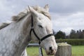 Sleepy white horse in a field Royalty Free Stock Photo