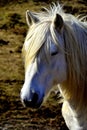 Sleepy white horse Royalty Free Stock Photo