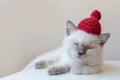 Sleepy White kitten in a red knitted hat