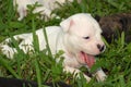 Sleepy white pit bull puppy Royalty Free Stock Photo