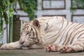 sleepy white tiger at zoo Royalty Free Stock Photo