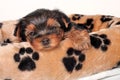 Sleepy Yorkshire Terrier