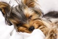 Sleepy Yorkshire terrier lying on bed. Cute dog