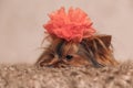 Sleepy yorkshire terrier puppy laying down with a big red flower on his head