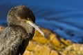 Sleepy young Cormorant