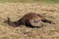 Sleepy young Icelandic horse foal in sunlight