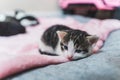 Sleepy young tabby cat lying on pink blanket with open eyes. Focus on the foreground. Indoor medium closeup shot. Royalty Free Stock Photo