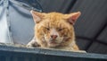 Sleepyhead cat on the top of a wall