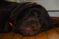 Sleepyhead labrador puppy