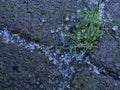 Sleet Crystals between Pavers