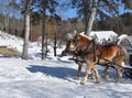 Team of Pulling Draught Horses in the Winter Royalty Free Stock Photo