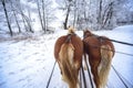 Sleigh ride with horses in Masuria Royalty Free Stock Photo
