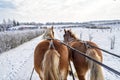 Sleigh ride with horses in Masuria Royalty Free Stock Photo