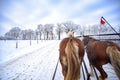 sleigh ride in Masuria Royalty Free Stock Photo