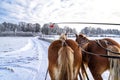 sleigh ride in Masuria Royalty Free Stock Photo
