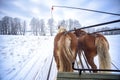 sleigh ride in Masuria Royalty Free Stock Photo