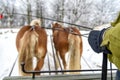 sleigh ride in Masuria Royalty Free Stock Photo