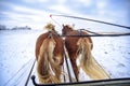 sleigh ride in Masuria Royalty Free Stock Photo