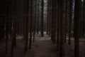 Slender alleys of coniferous trees. Spruce forest in the morning haze. Moss and fallen leaves cover the roots Royalty Free Stock Photo