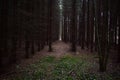 Slender alleys of fir trees. Moss fallen leaves on the forest path Royalty Free Stock Photo