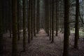 Slender alleys of trees in a spruce forest. Fallen leaves and green moss. Shady paths in the young Royalty Free Stock Photo