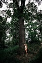 A slender beautiful girl with a sports figure, in light shorts and a T-shirt, stands barefoot near a tall tree Royalty Free Stock Photo